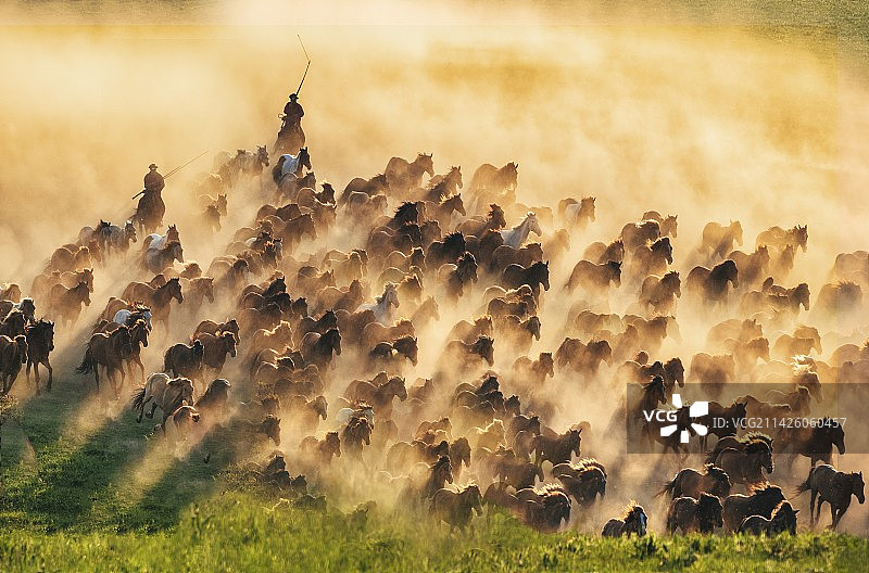 骏马奔腾图片素材