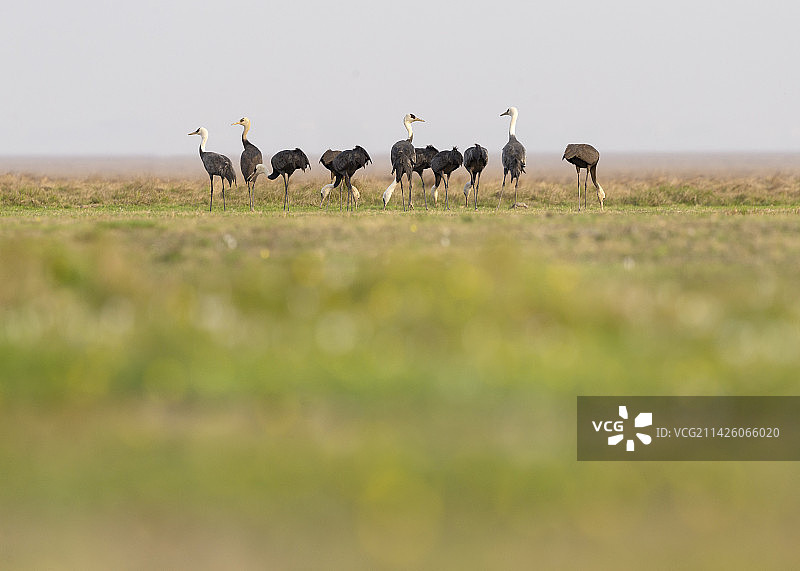 春天鄱阳湖草滩上的白头鹤群站立觅食图片素材