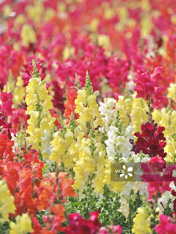 彩色金魚草图片素材