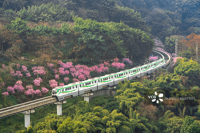 春天到了，梅花开了，重庆轨道交通二号线驶过佛图关公园图片素材