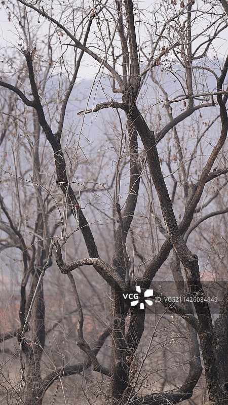 昌平南口的柿子林图片素材