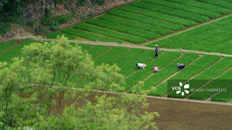 稻田插秧图片素材