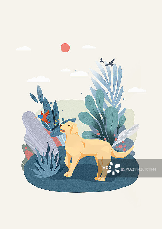 犬种分类之枪猎犬图片素材