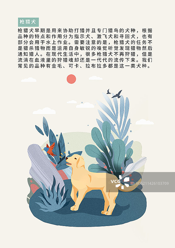 犬种分类之枪猎犬科普图片素材