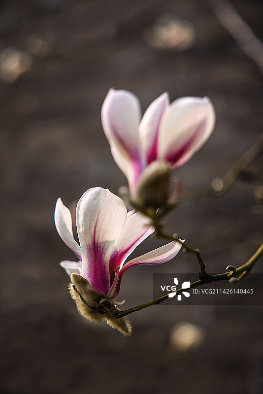 北京故宫东华门城墙下紫色玉兰花图片素材