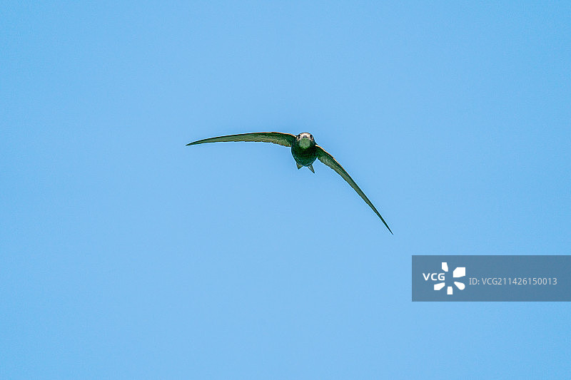 飞翔的北京雨燕图片素材