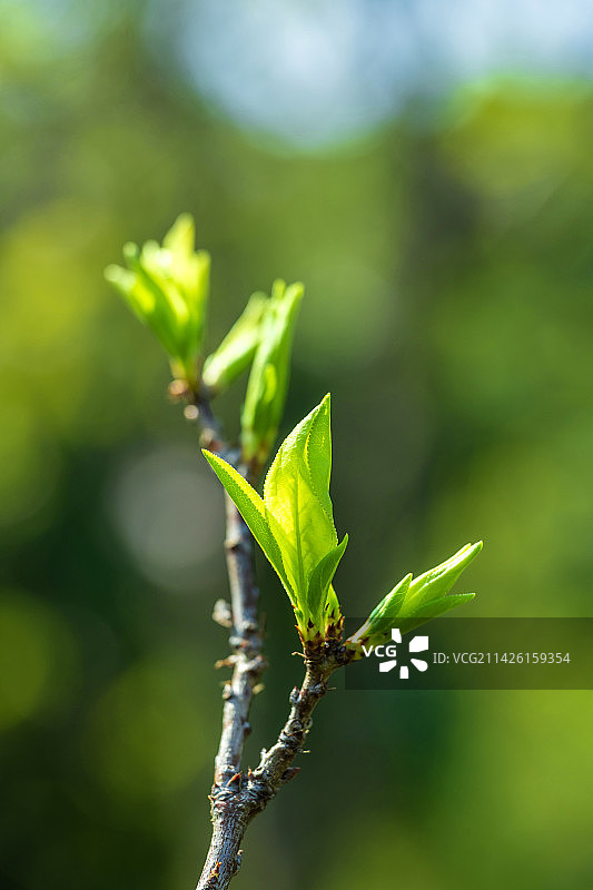 春天里生长的嫩芽图片素材