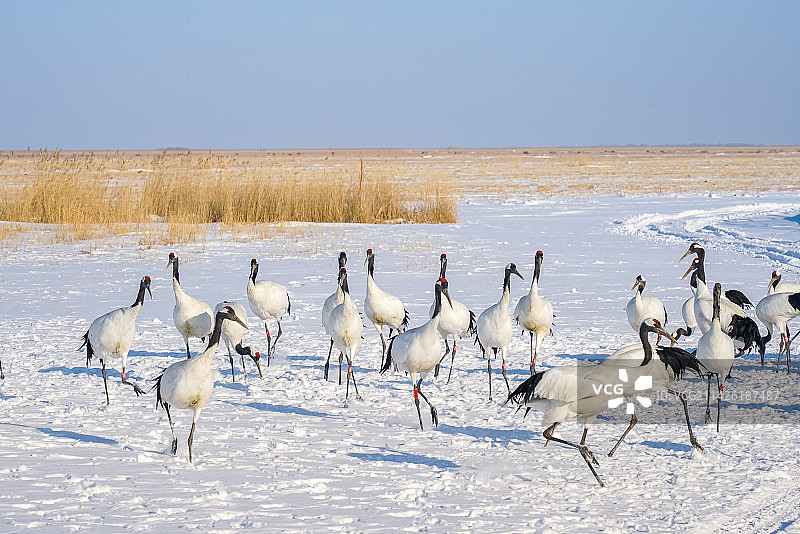 黑龙江省齐齐哈尔市扎龙国家级自然保护区冬天雪地上的一群丹顶鹤图片素材