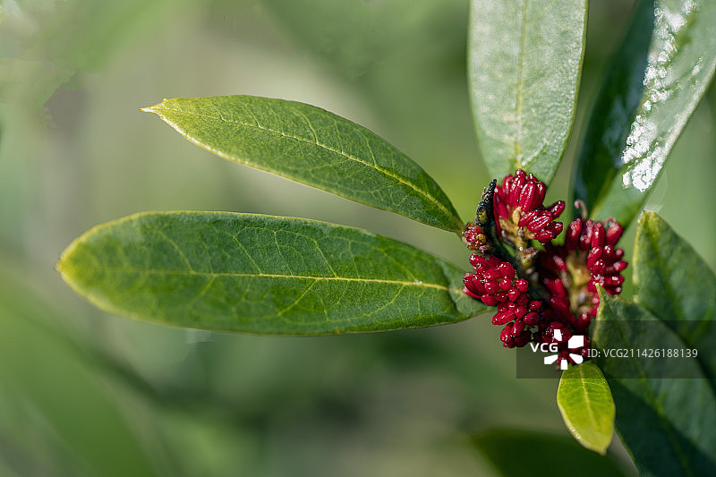 国家二级珍稀植物-中华蚊母树花图片素材