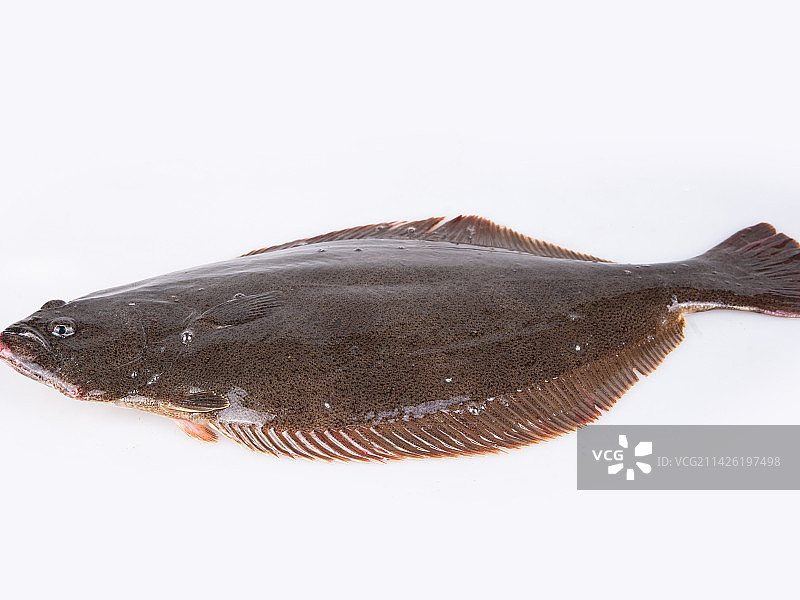 新鲜多宝鱼图片素材