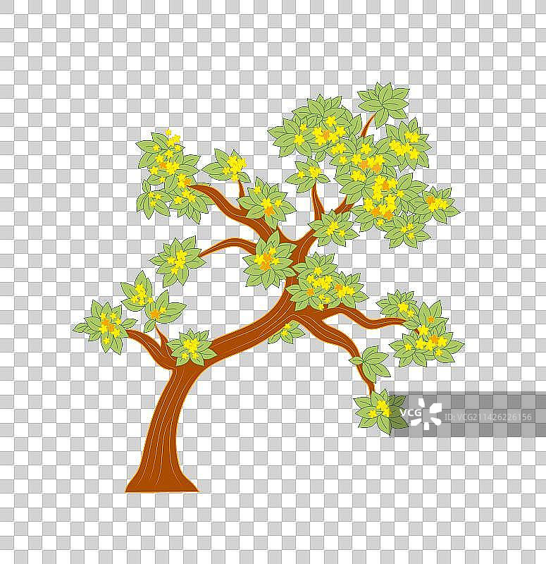 桂花树图片素材