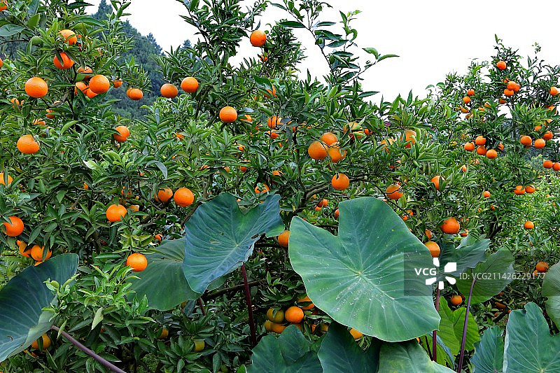 水果柑橘大丰收图片素材