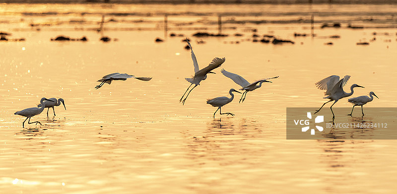 在晚霞中起舞的白鹭图片素材