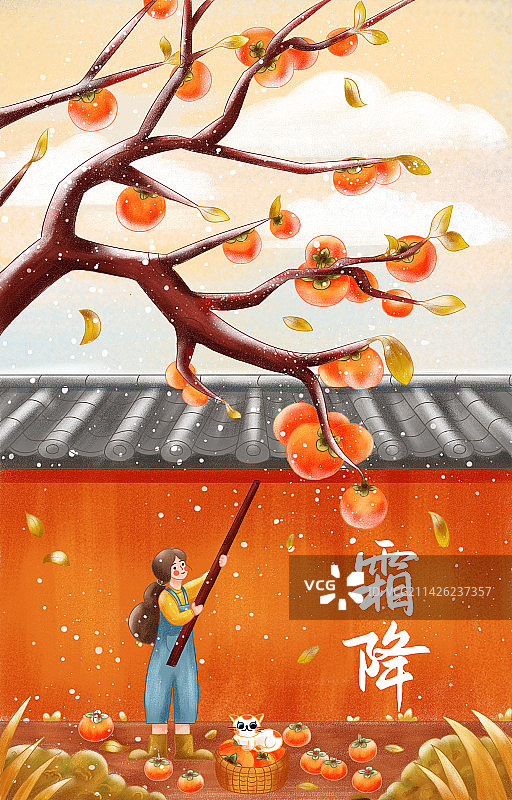 霜降  柿子 小猫 二十四节气图片素材