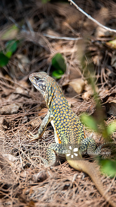 蝴蝶蜥蜴图片素材