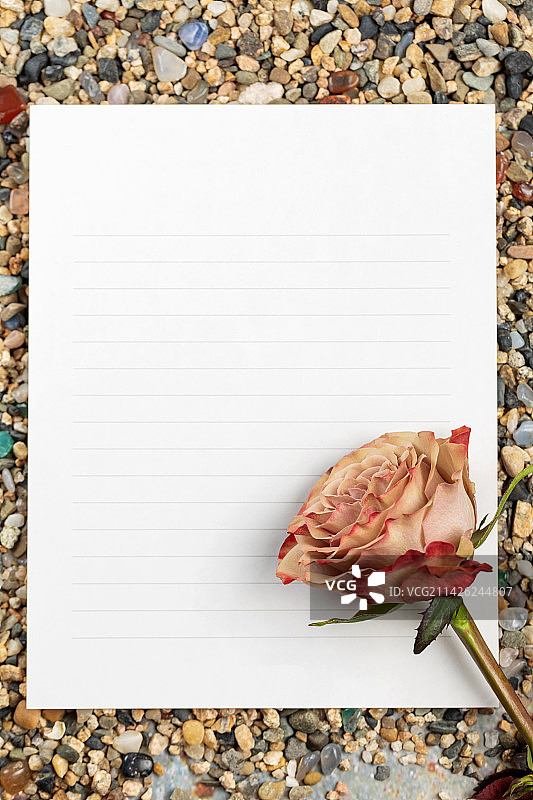 信纸上的卡布奇诺玫瑰图片素材