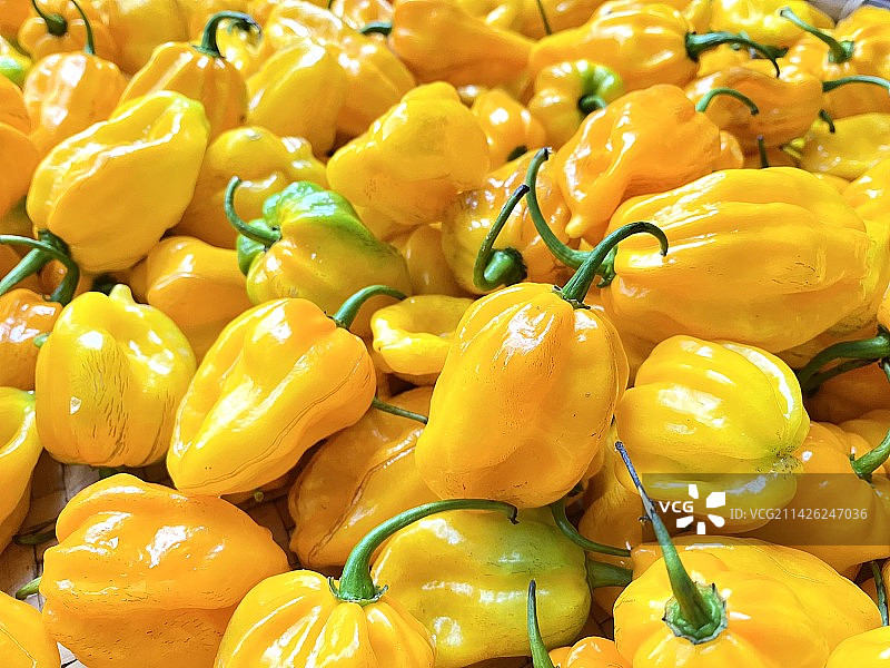 灯笼辣椒图片素材