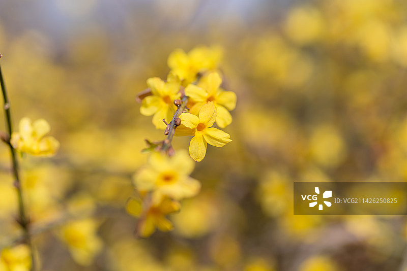 春日百花盛开蜂蝶飞舞图片素材