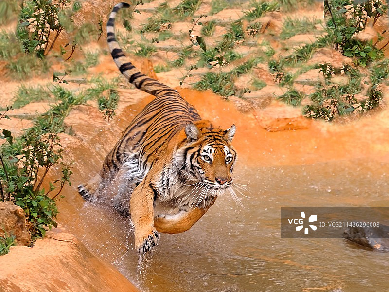 猛虎下山图片素材