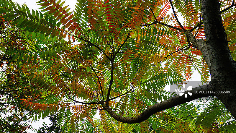 火炬树 枝弯弯图片素材