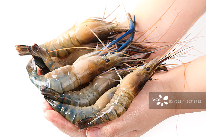 白底上的罗氏虾图片素材