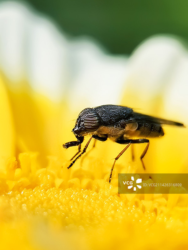 《贪吃的食蚜蝇》图片素材