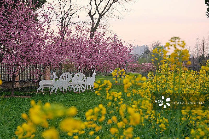 成都漫画庄园樱花盛开图片素材