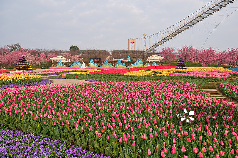 成都漫花庄园郁金香花海图片素材
