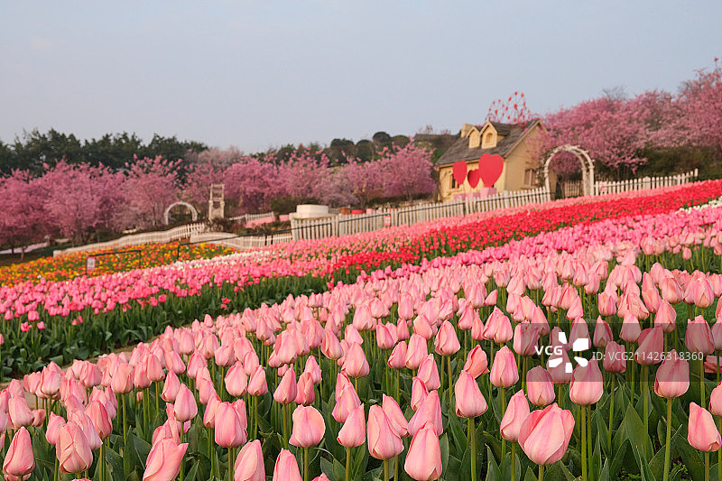 成都漫花庄园郁金香花海图片素材