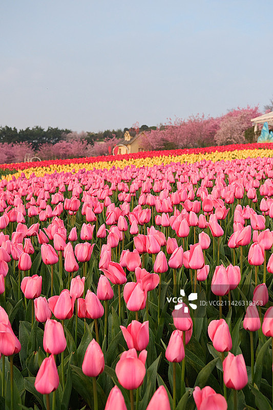 成都漫花庄园郁金香花海图片素材