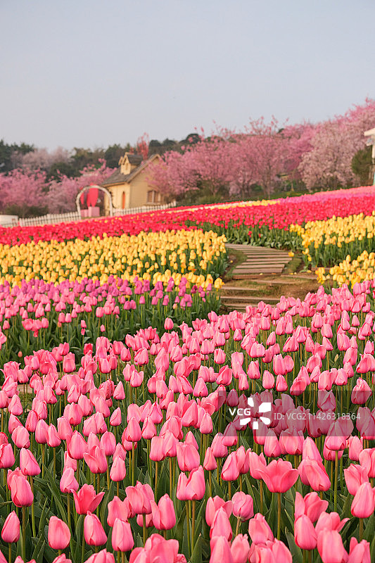 成都漫花庄园郁金香花海图片素材