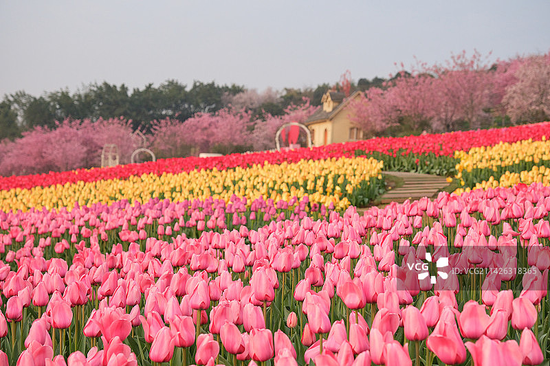 成都漫花庄园郁金香花海图片素材