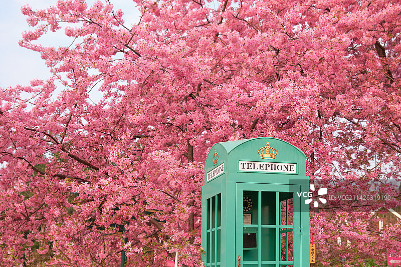 成都漫花庄园粉色樱花盛开图片素材