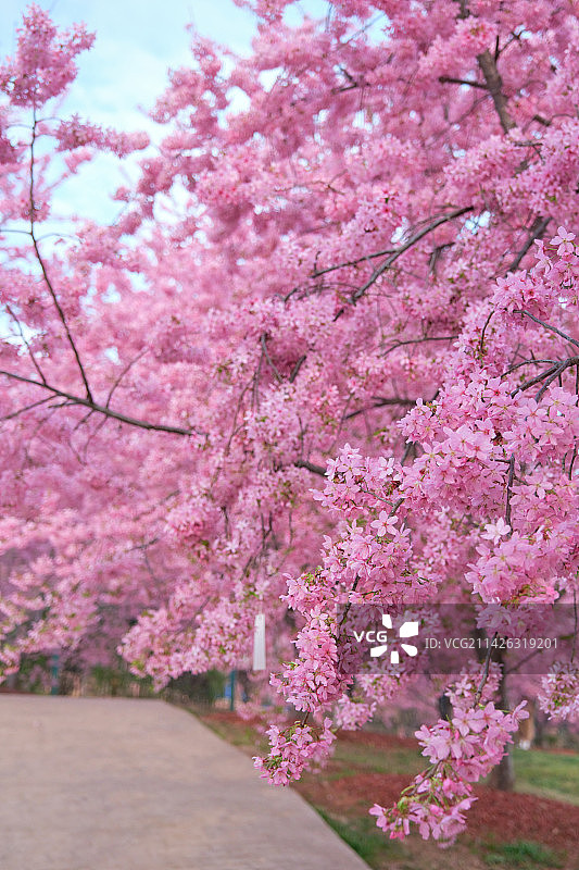 成都漫花庄园粉色樱花盛开图片素材