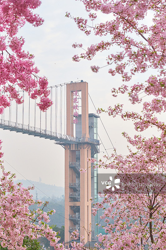 成都漫花庄园粉色樱花盛开图片素材