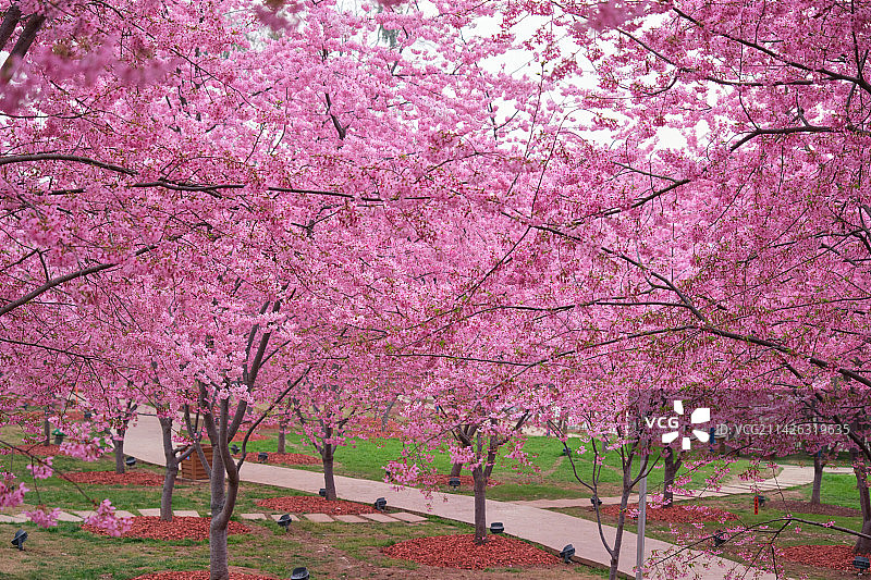 成都漫花庄园粉色樱花季图片素材