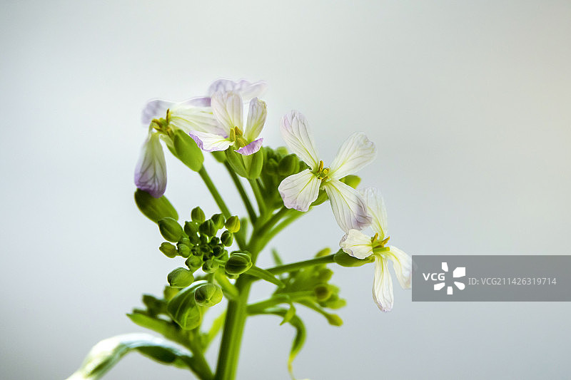 萝卜开花也漂亮图片素材