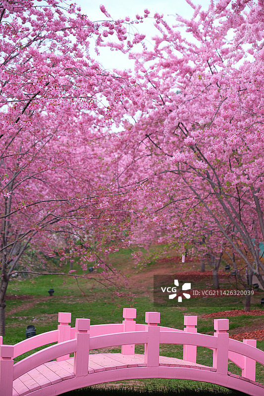 成都漫花庄园樱花盛开图片素材