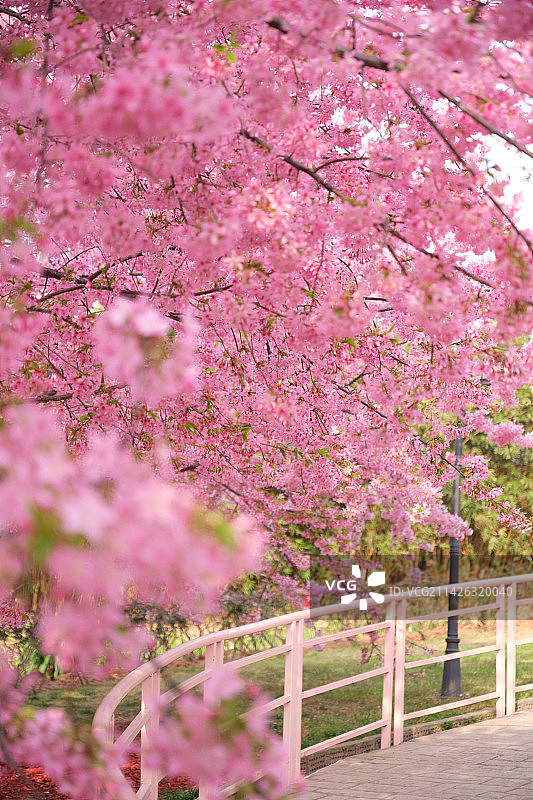 成都漫花庄园樱花盛开图片素材