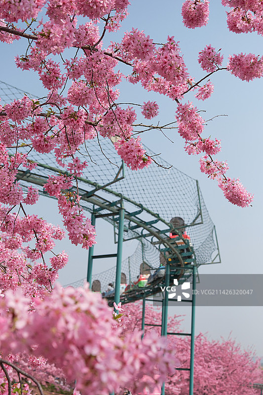 成都漫花庄园樱花盛开图片素材