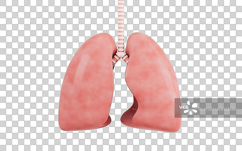 肺部模型3D渲染图片素材