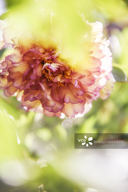 黄牡丹图片素材