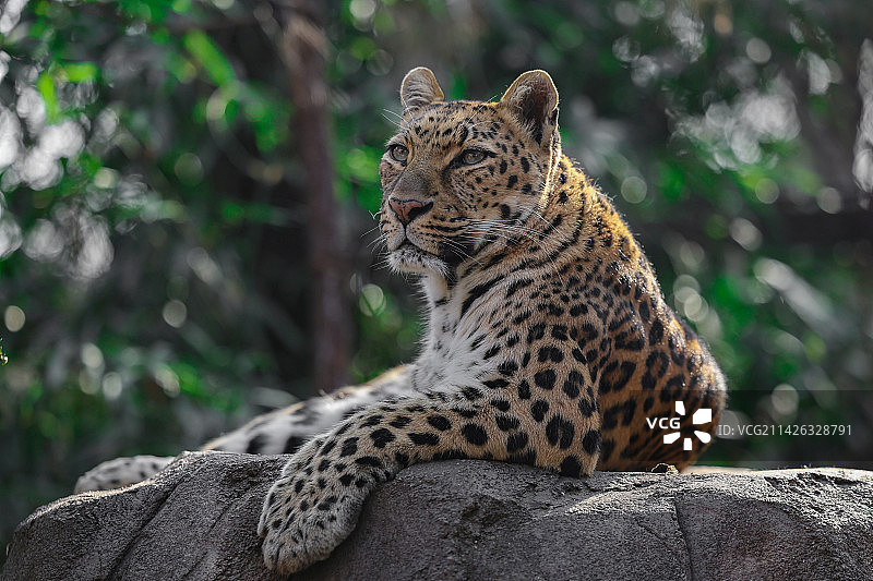 坐在石头上的豹子特写镜头图片素材