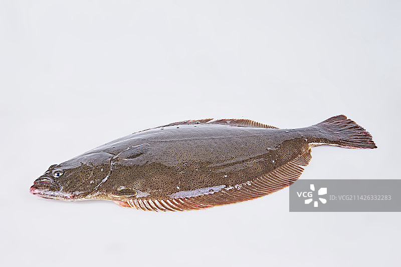 新鲜多宝鱼图片素材