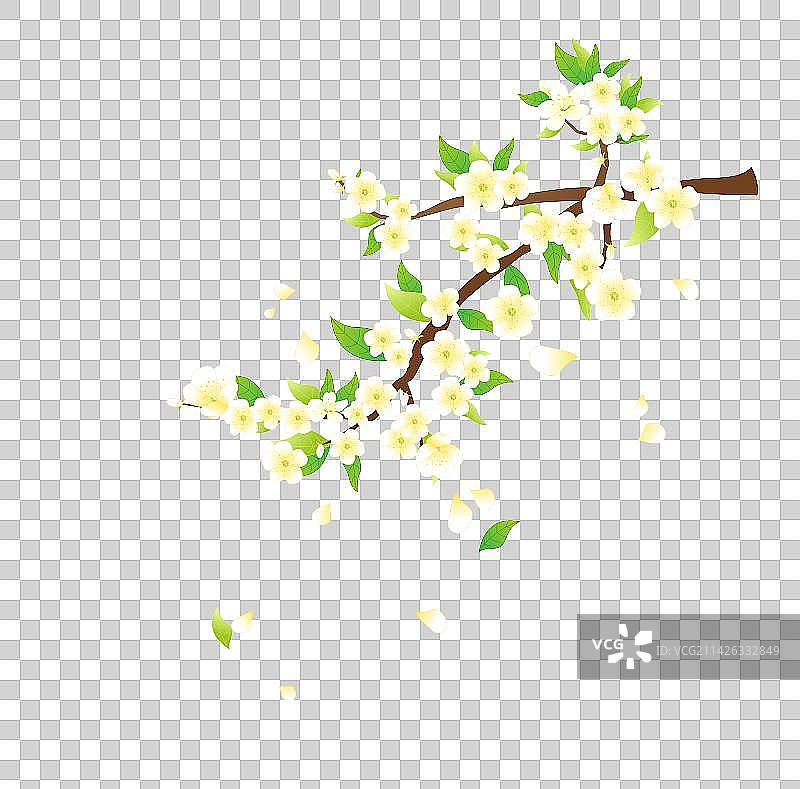 春天梨花开满枝头图片素材