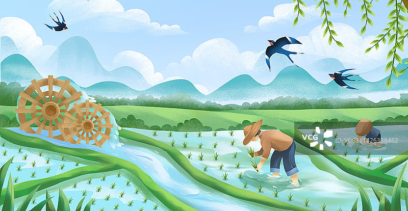二十四节气之谷雨 农田插秧水稻图片素材