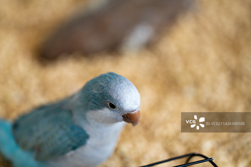 鹦鹉图片素材