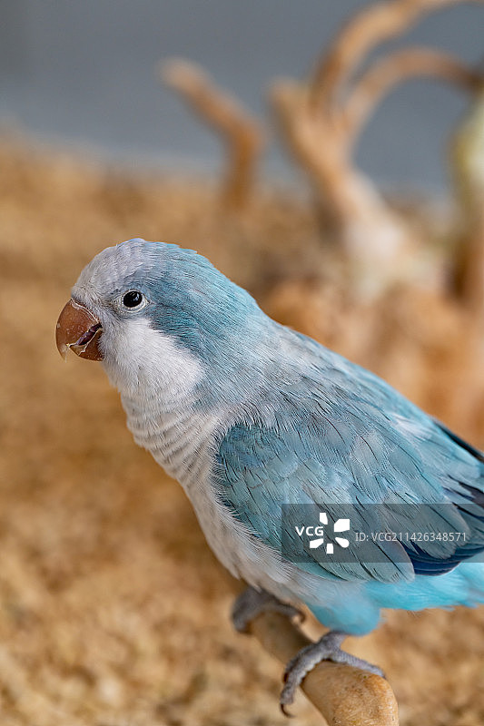 鹦鹉图片素材