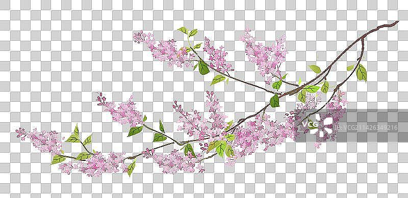水彩风丁香花图片素材