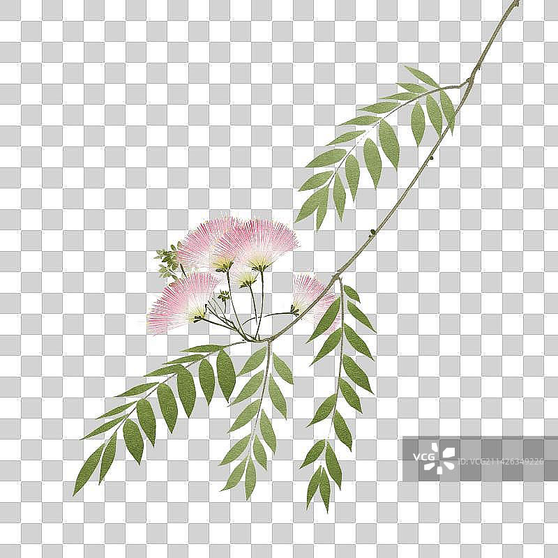 水彩风合欢花图片素材